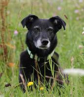 Hundekuchen - Grundrezept