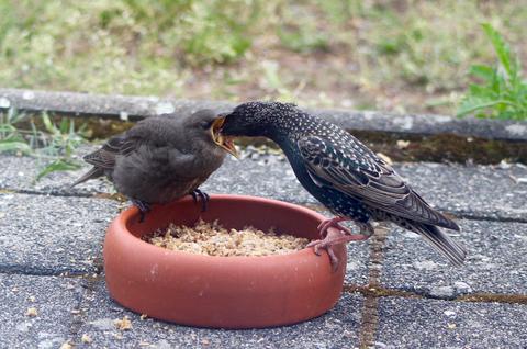 Vogelfutter