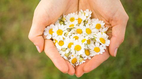 Chamomile moisturizing mask